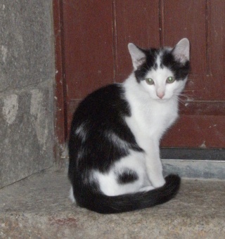 MAESTRIA, chatonne noire & blanche, née en avril 2010 ALEAC Maestr10