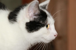MAESTRIA, chatonne noire & blanche, née en avril 2010 ALEAC Maestr12