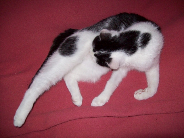 MAESTRIA, chatonne noire & blanche, née en avril 2010 ALEAC Maestr13