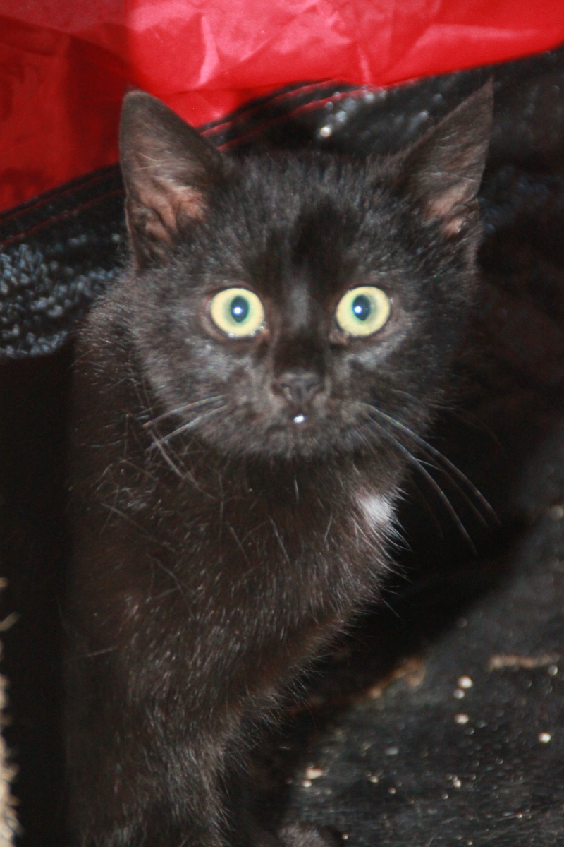 MERLIN, chaton noir né en novembre 2010 Merlin10