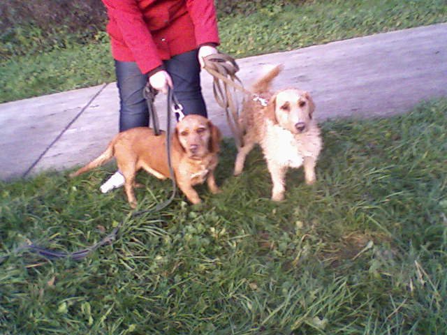 Calico et Calao 2 petits chiens inseparable arrivés en 2007  - Page 2 76395_10