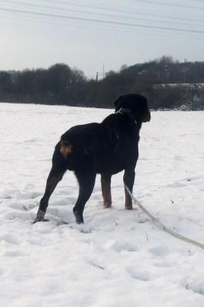 OSCAR croisé beauceron 1998 qui ne fait pas son age :) Dscf6524