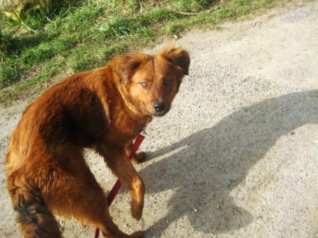 Rubis, croisée labrador de 2 ans environ en FA chez "sebro" (54) Kk10