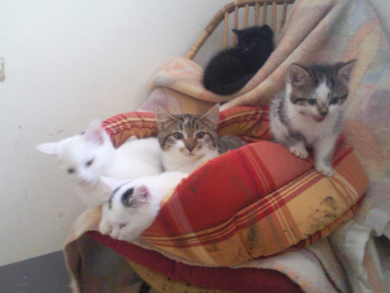 Trois petits chatons peureux qui ont besoin de confiance .! Photo236