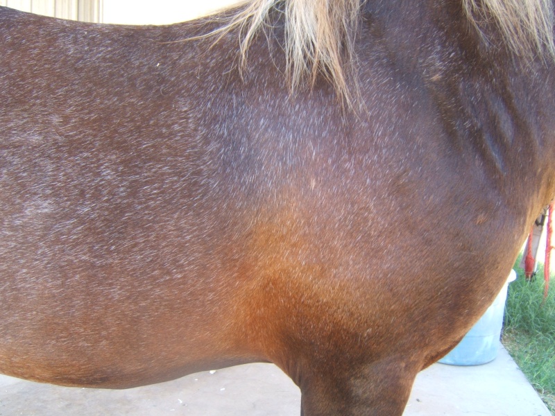 Silver-Pony photos Dscf3212