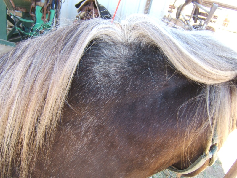 Silver-Pony photos Dscf3215