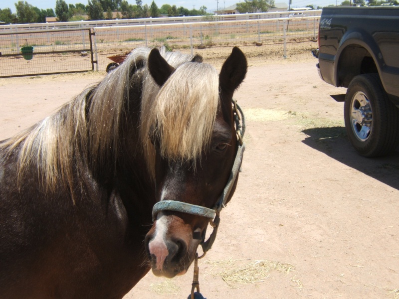 Silver-Pony photos Dscf3313