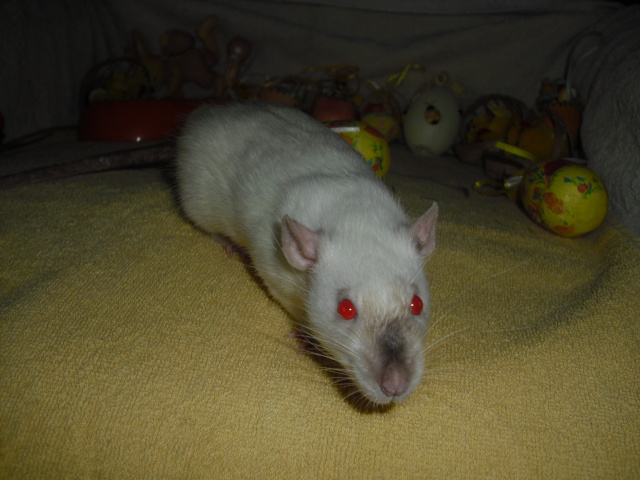 Mes rats a l'adoptions. Cimg4110