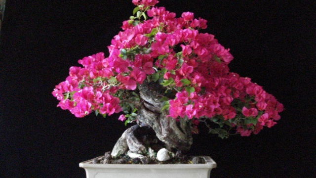 Kauai Bonyu Kai Summer Exhibit of Fine Bonsai and Stones - Kauai Style Dsc06617