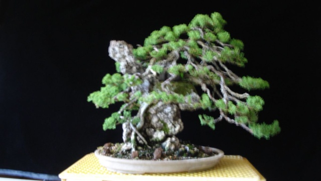 Kauai Bonyu Kai Summer Exhibit of Fine Bonsai and Stones - Kauai Style Dsc06618