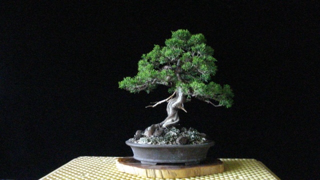 Kauai Bonyu Kai Summer Exhibit of Fine Bonsai and Stones - Kauai Style Dsc06620