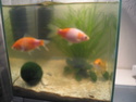 choix de poissons pour aquarium 30 litres Img_0010
