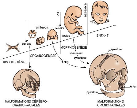 Développement buccodentaire et anomalies Sans_t10