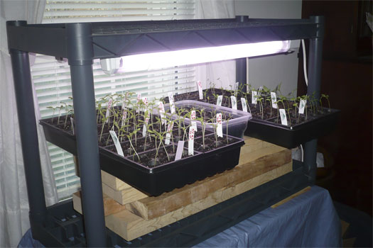 Seed starting and light question Seedli12