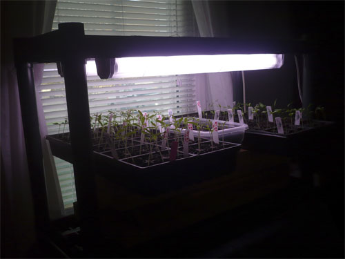 Seed starting and light question Seedli13