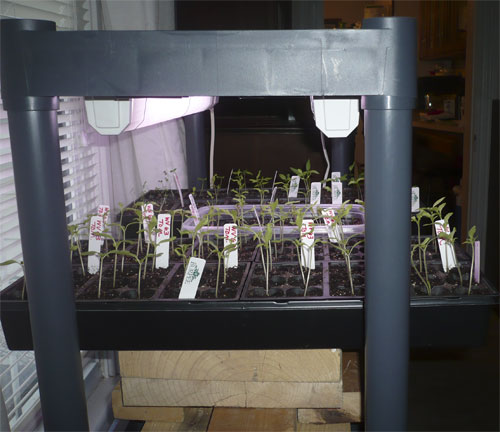 Seed starting and light question Seedli15