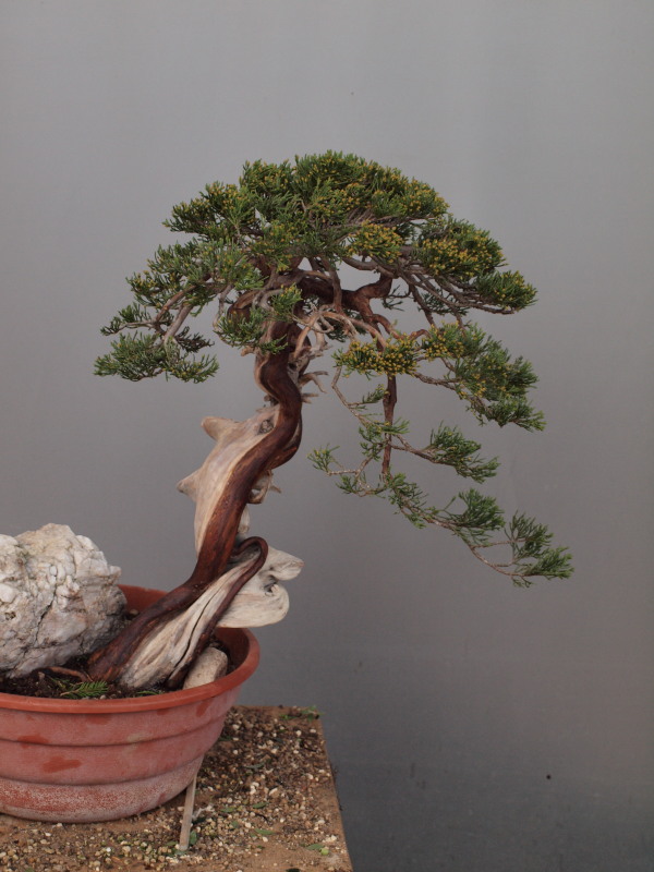 juniperus thurifera yamadori P3185515