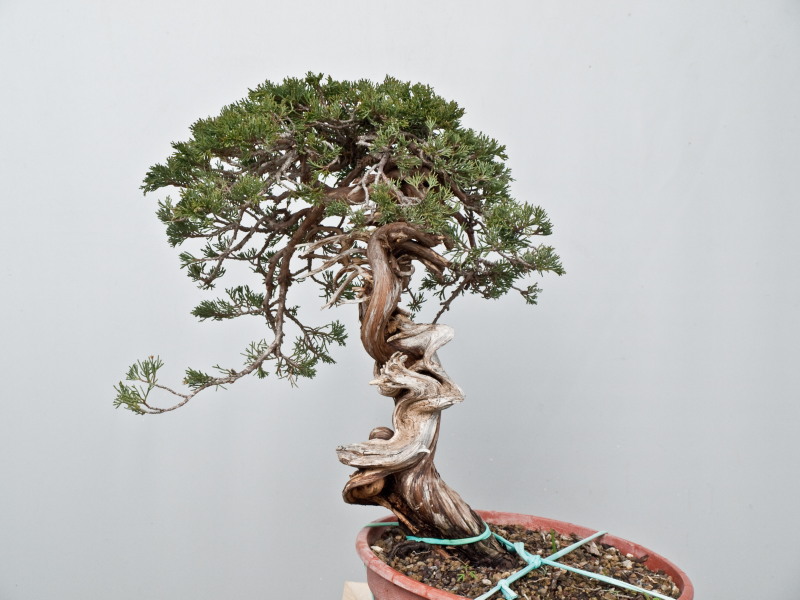 juniperus thurifera yamadori P3289910