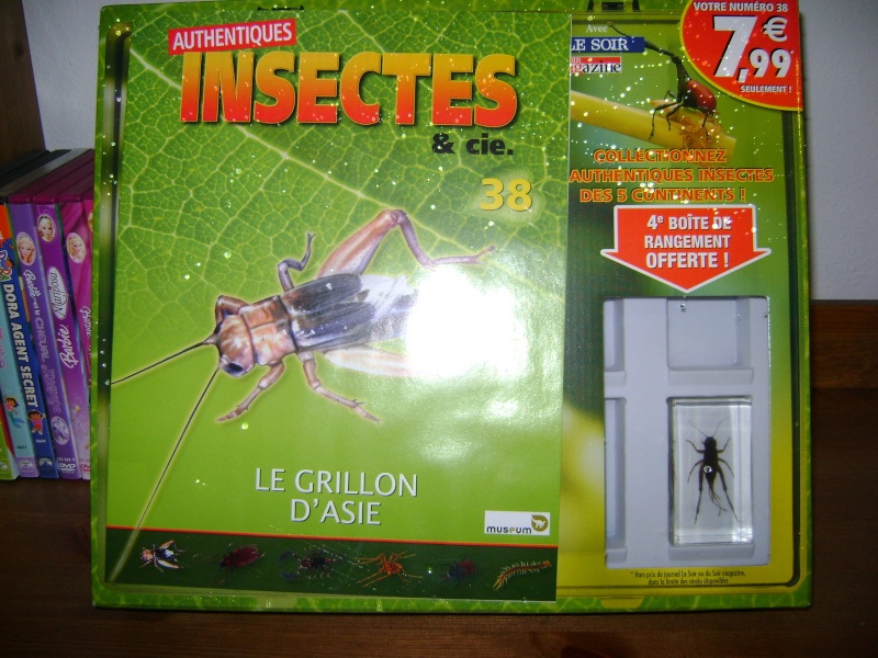 Nous faisons la collection des insectes géants et vous ? - Page 8 Dsc00110