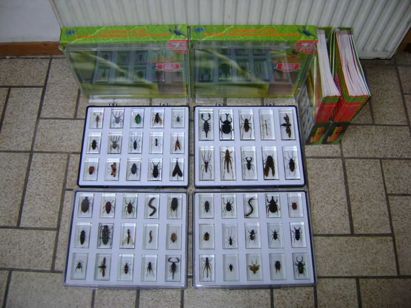 Nous faisons la collection des insectes géants et vous ? - Page 13 Dsc00439