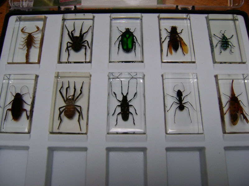 Nous faisons la collection des insectes géants et vous ? - Page 2 Dsc05536