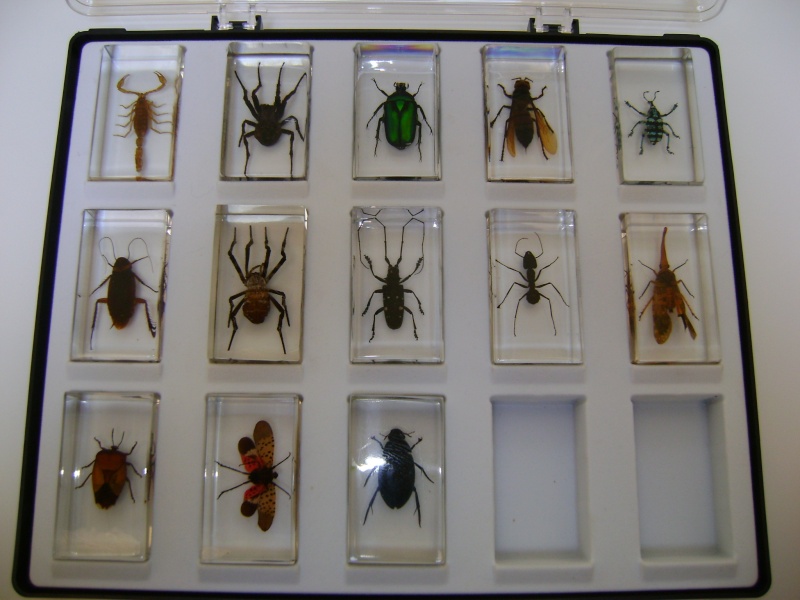 Nous faisons la collection des insectes géants et vous ? - Page 3 Dsc05826