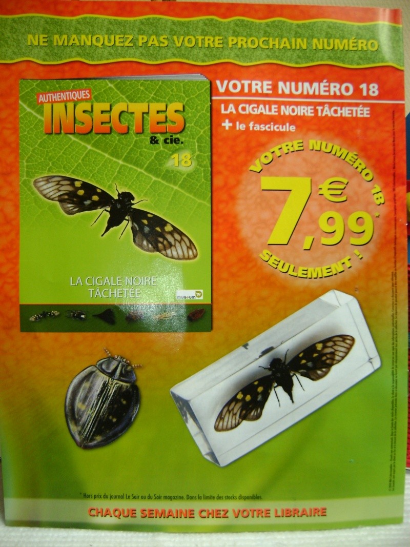 Nous faisons la collection des insectes géants et vous ? - Page 3 Dsc05827