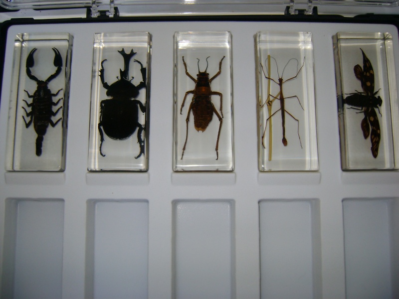 Nous faisons la collection des insectes géants et vous ? - Page 3 Dsc05831