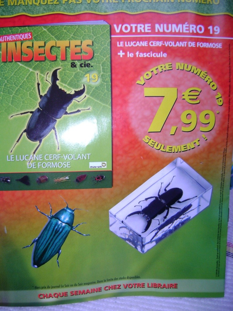 Nous faisons la collection des insectes géants et vous ? - Page 3 Dsc05832