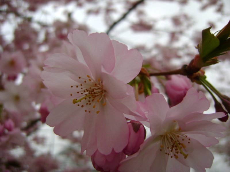 Le printemps arrive à grand pas, quelques photos Photo_45