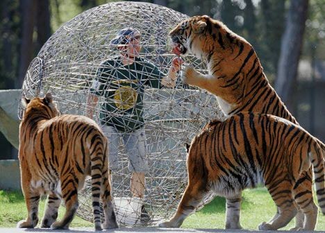 Les tigres Tigres10