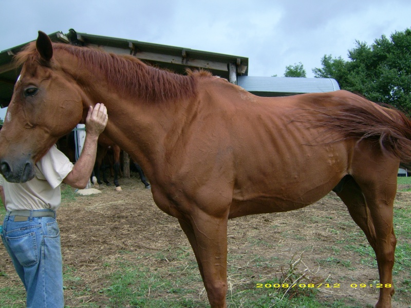 BABACOOL, ancien cheval de concours de 18 ans Dsci0014