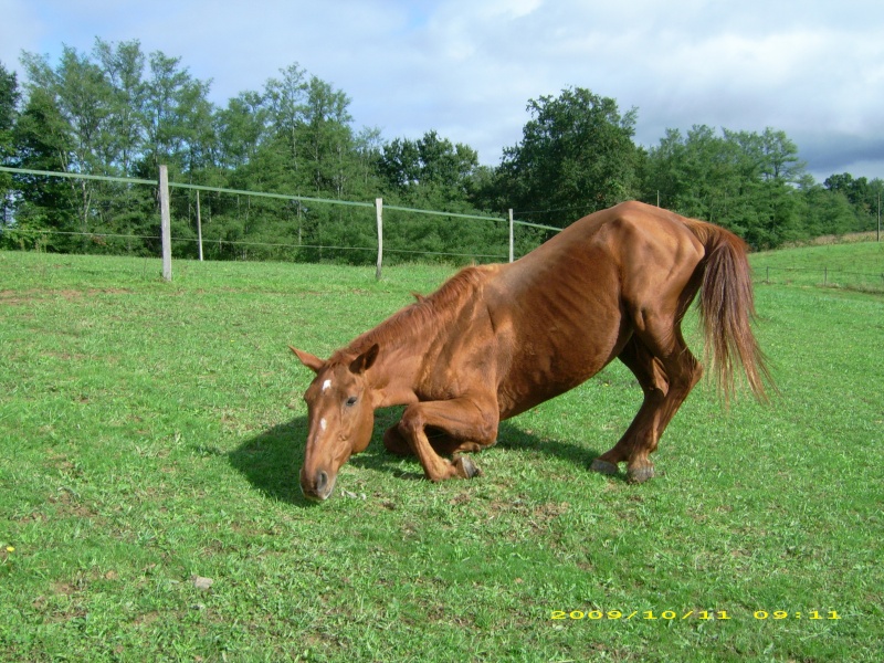 BABACOOL, ancien cheval de concours de 18 ans Dsci0015
