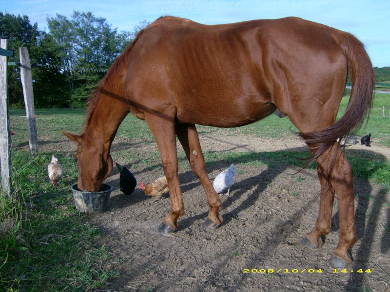 BABACOOL, ancien cheval de concours de 18 ans Dsci0110