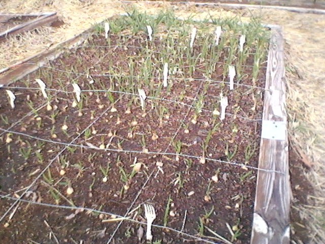 The onion bed is growing Garden27