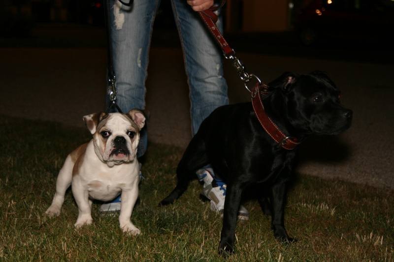 Buyller 4ans (Staffi) & Fiona 4mois (Bulldog anglais) Huhu10