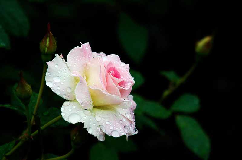 Une rose aprés la pluie Fleure10