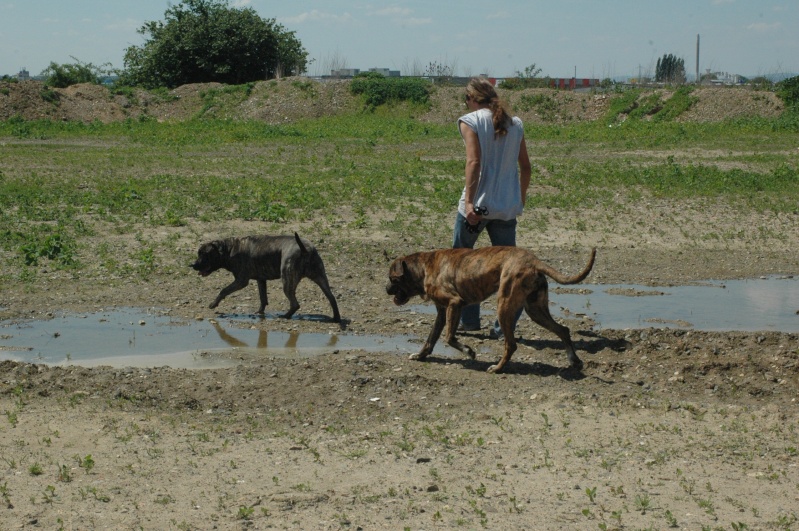 Aron, croisé Dogue Argentin, 4 ans (59) eutha le 9 mars Aron210