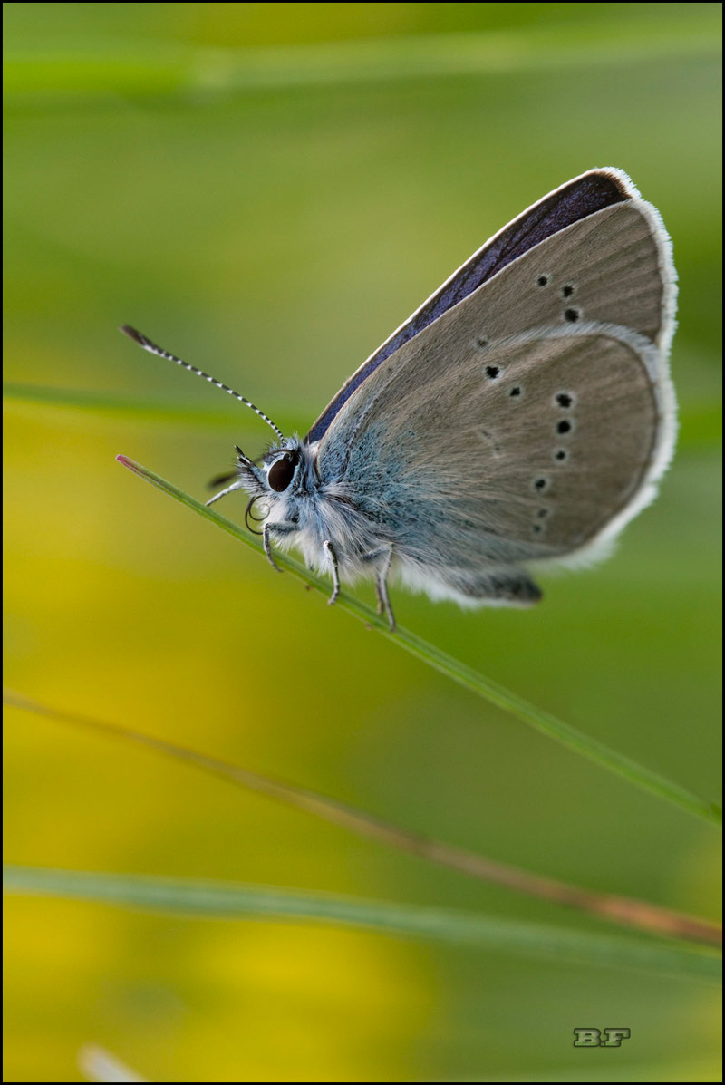 azuré des anthyllides?? Azura-11