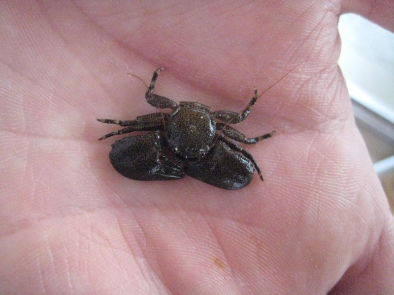 identification crabe Img_0811