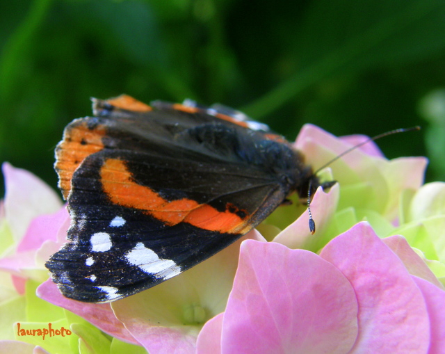 Farfalla morente su ortensia P6059510