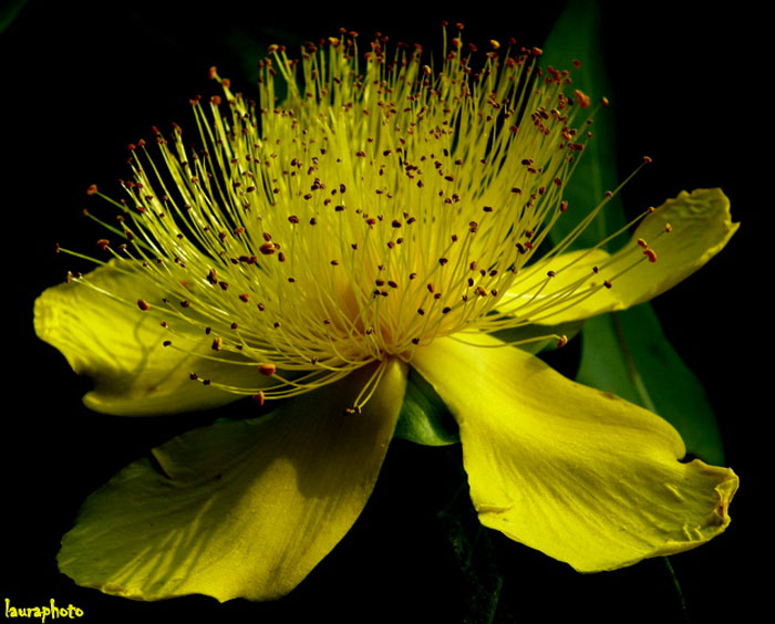 Fiore giallo Hipericum calcynum P6129727