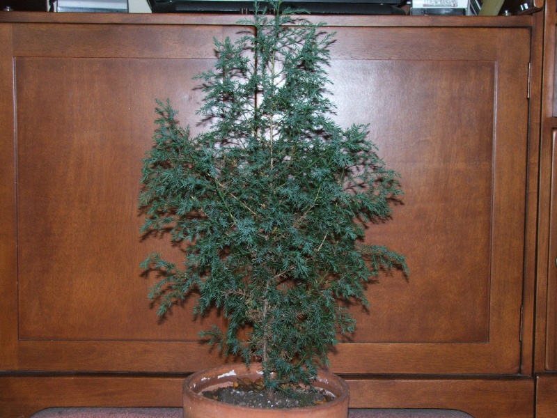 i could use some help with my Juniperus Virginius or needle juniper (i cant tell) Dscf4411