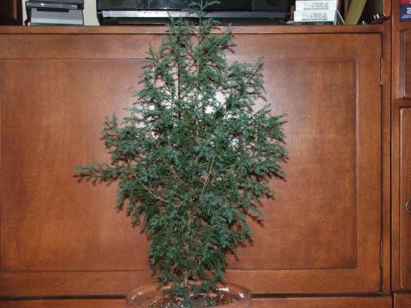 i could use some help with my Juniperus Virginius or needle juniper (i cant tell) Dscf4412