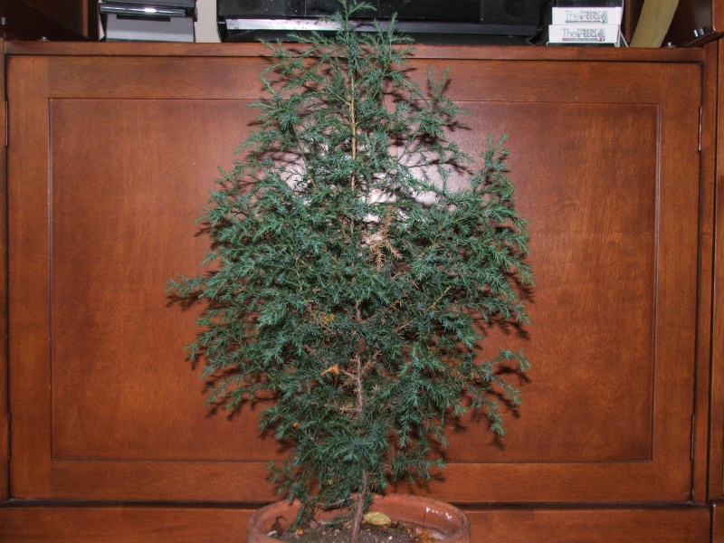 i could use some help with my Juniperus Virginius or needle juniper (i cant tell) Dscf4413