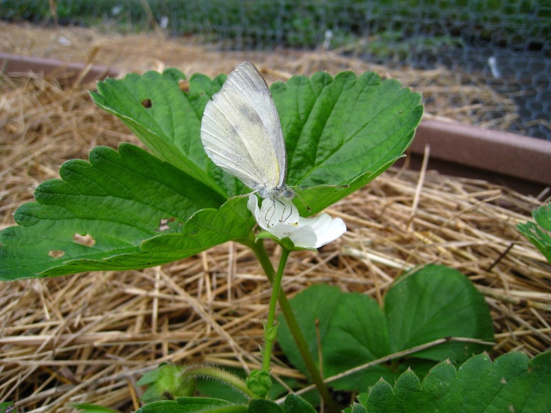 Garden Update 6-14 Img_3518