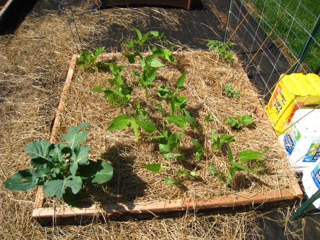 Memorial Day Garden Update Trelli11