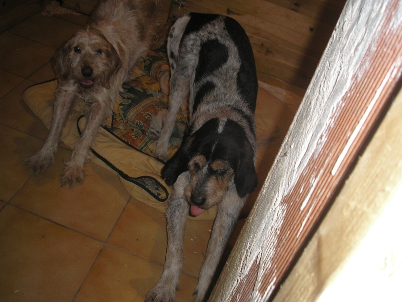 64 - couple chiens chasse x griffons avec 11 chiots ... trouvés dpt 47 Romeo_12