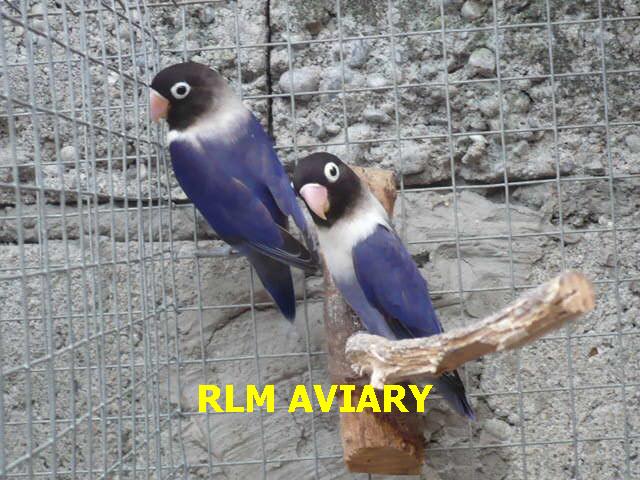 RLM AVIARY  2df_vi10