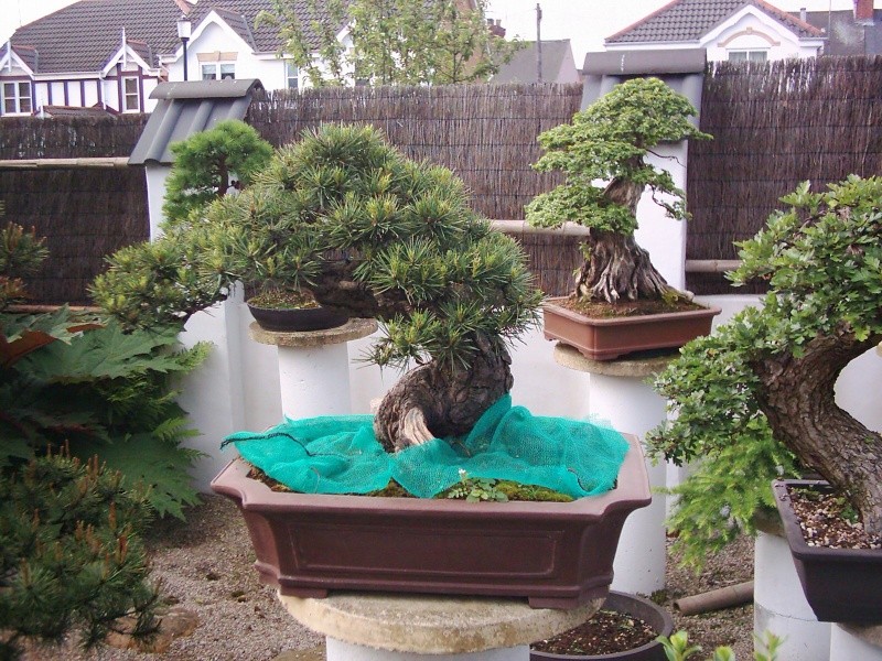 a couple of my old bonsai from england<re 360 bonsai>  Bonsai11